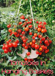 Tomatoes of the right varieties will trail over the edge of your hanging container and provide a vining beans can also look good in a hanging basket, along with a range of flowers and herbs. Next Spring Grow Your Tomatoes In Hanging Baskets