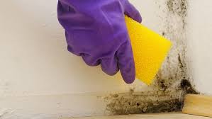 Moisissure Sur Les Murs Comment S En Debarrasser Enlever Les Moisissures Moisissure Moisissures Salle De Bain