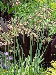 Image result for Nectaropetalum