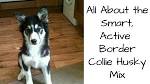 Border Collie-Siberian Husky Mix Dogs for Adoption in USA ...