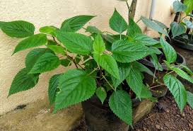 Image result for Tragia dioica