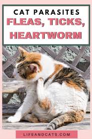 The parasites can grow between six and twelve inches long, and an infected dog may host more than a preventing heartworm the best cure for heartworm is its prevention, sparing the dog a prolonged ordeal. Don T Bug Kitty Fleas Ticks And Heartworms In Cats Life Cats Heartworm Fleas Cats