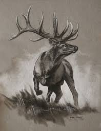 Bull Elk Original Sketch Deer Drawing Deer Art Hunting Art