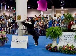Conformation Dog Shows Showing Bernese Mountain Dogs
