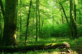 El último gran bosque primario de Europa corre peligro. ¿En qué ...