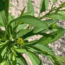 Image result for Calostephane divaricata