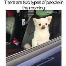 There Are 2 Types Of People In The Morning Funny Animal Memes Cute Funny Animals Funny Dog Memes