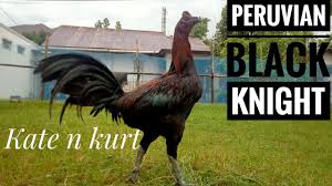 Ayam peru ( pure peruvian ) kocokan mesin obras bisnis ternak ayam aduan peru sangat menguntungkan karena harga. Peruvian Black Knight Ori Dari Peternakan Kate And Kurt Youtube