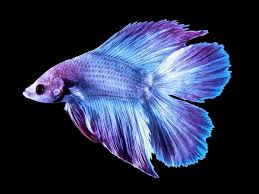 These bettas are very gorgeous and by far the hardest to get. Doubletail Betta Male Aquafood