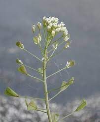Wild Edible Plants Of The Pacific Northwest Edible Wild Plants Edible Plants Plants