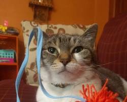 person playing with a cat using a yarn toyの画像