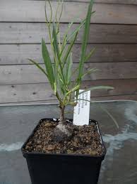 Image result for Ipomoea lapathifolia