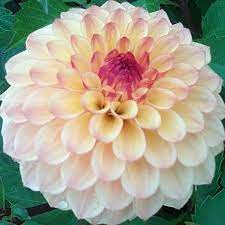 404 Not Found Rose Plant Care Beautiful Flowers Wonderful Flowers