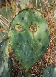 Sunset associate food editor elaine johnson gives you some tips and tricks for transforming cactus pads into a delicious ingredient for quesadillas, salads. Prickly Pear Leaf Spot Treatment For Phyllosticta Fungus In Cactus Dummer Garden Manage Gfinger Is The Best Garden Manage App