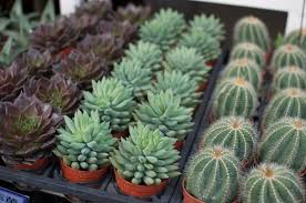 All succulent plants and cacti have the capability to bloom at some point, but location and conditions have to be just right. How To Care For Your Succulents Collective Gen