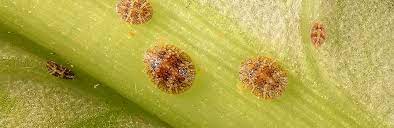 Low to high sort by price: Scale Insects Control Identification Love The Garden