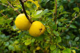 Heritage varieties and dwarf fruit trees. Why Won T My Quince Tree Fruit Reasons For A Quince Tree Not Fruiting