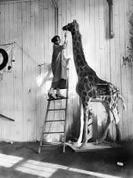 Oct 15 1925 From The Mid Week Pictorial High Art Of The Zoo The Giraffe Of The Mechanical Menagerie Will Stoop To Nothing So The Ar Giraffe High Art Art
