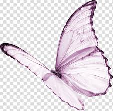 Purple Butterfly Transparent Background Png Clipart Hiclipart See more ideas about butterfly background, butterfly wallpaper, butterfly art. purple butterfly transparent background
