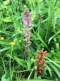 Image result for Orobanche minor