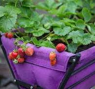 Best Eight Planters and Containers for Strawberries | BBC ...