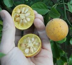 Image result for Citrus trifoliata