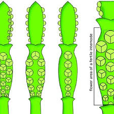 Image result for Phragmanthera crassicaulis