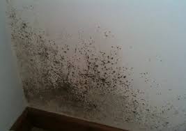 Mold can cause a lot of damage in the home, spreading across walls and eating away at wood and fabric. Damp And Mould Ian Perks Estate Agent