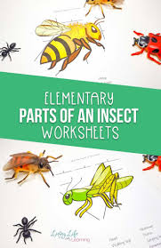 This Parts Of An Insect Worksheet Is The Perfect Introduction To Your Study Of Insects And Learning Science Elementary Science Activities Earth Science Lessons