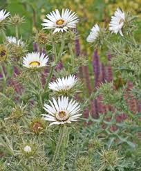 Image result for Berkheya setifera