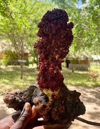 Image result for Sarcophyte