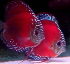 Pin On Aircraft Cutaway