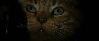 Cats 2019 assistir filmes s online completos. Is There A Cat In This Movie Catinthemovie Twitter