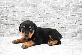 We have rottweiler stud service to approved females of merit. Rottweiler Puppies For Sale The Puppy Palace Ct