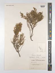Image result for Halosarcia indica