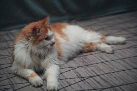 القط الرعوي الصيني طويل الشعر يزحف على الأريكة وينظر إلى الوراء حيوان اليف قط زحف صورة الخلفية للتحميل مجانا