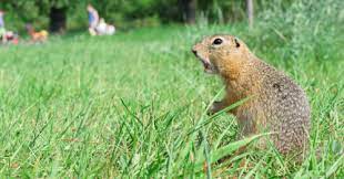 As they dig tunnels, they push excess soil to the surface cons: 4 Tips For Keeping Gophers Out Of Your Backyard Garden This Summer No Ordinary Homestead