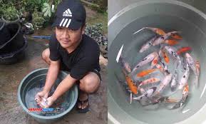 Memang ikan ini sejak dulu selalu jadi dambaan, trennya hampir tidak pernah surut. Menggiurkan Budidaya Ikan Koi Janjikan Keuntungan Harapan Rakyat Online
