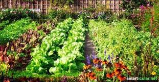 Statt Insektizid Diese Pflanzen Helfen Einander Gegen Schadlinge Garten Pflanzen Pflanzen Schadlinge Im Garten