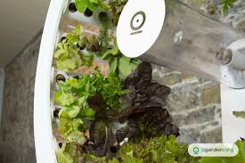 Rotating Indoor Garden Grows Up To 100 Herbs And Vegetables Every Month Growing Food Indoors Hydroponic Gardening Hydroponics