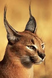 This list of largest cats shows the 10 largest extant felidae species, ordered by maximum reported weight and size of wild individuals on record. Animals World Famous Photos Of Wild Cat Caracal Information Caracal Cat Wild Cats Animals