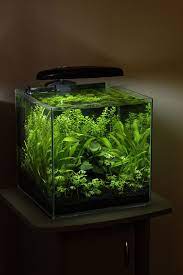 30cm Cube Flickr Photo Sharing Aquarium Fish Tank Fresh Water Fish Tank Aquascape
