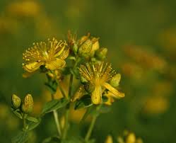 Image result for Hypericum quartinianum