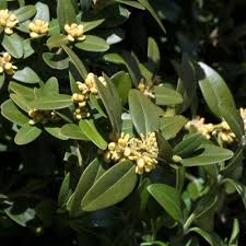Image result for Buxaceae