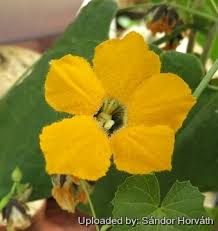 Image result for Momordica boivinii