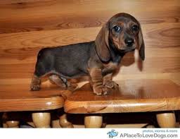 I can't believe you did that! Too Precious Wiener Dog Cute Puppies Cute Dogs