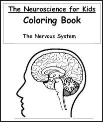 Make a coloring book with mind nervous system for one click. Nervous System Coloring Pages Free