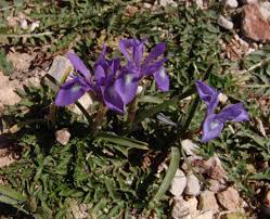 Image result for Moraea niassensis