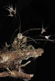 Image result for Malaxis weberbaueriana