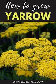 How To Grow Yarrow Flowers Yarrow Flower Yarrow Yarrow Plant